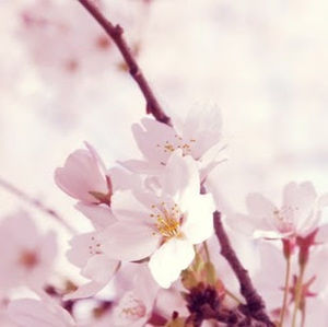 Meet your Posher, Ella